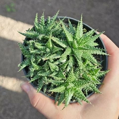 Aloe Pepe