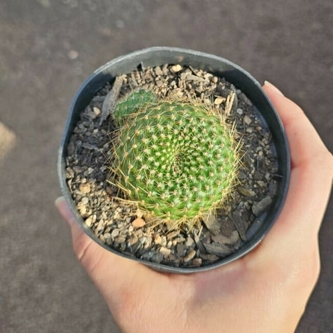 Rebutia Marsoneri Laranja