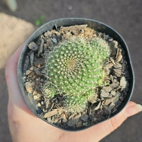 Rebutia Krainzaana Laranja