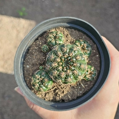Gymnocalycium Mesopotamicus