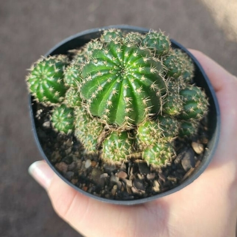 Lobivia Vermelha