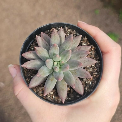 Echeveria Angel Finger