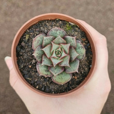 Echeveria Longissima