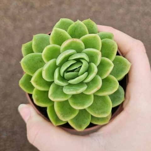 Echeveria Nanacan
