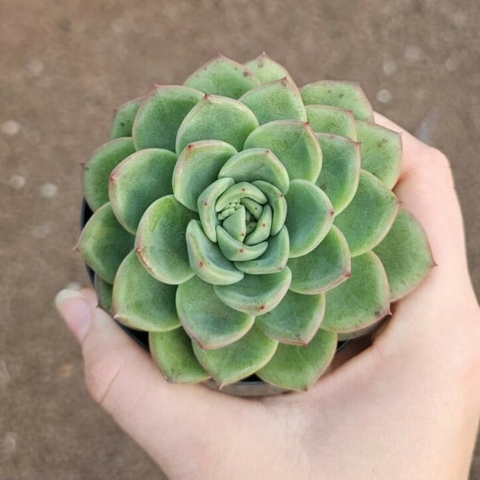 Echeveria Champagne