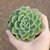 Echeveria Champagne