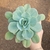 Echeveria Híbrida da Atlantis