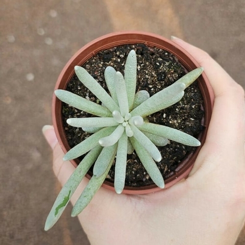 Senecio Scaposus