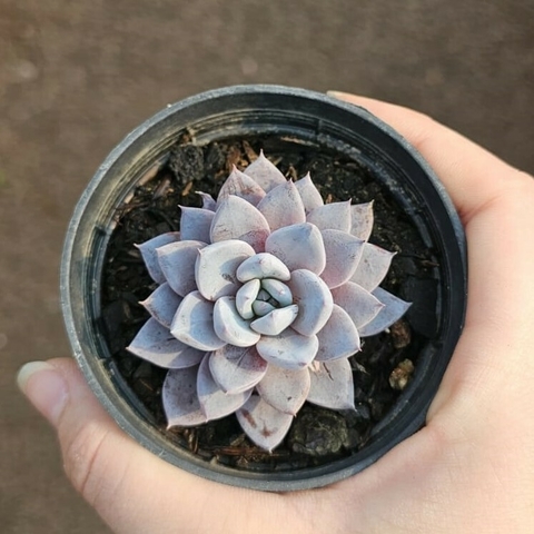 Echeveria Lulu