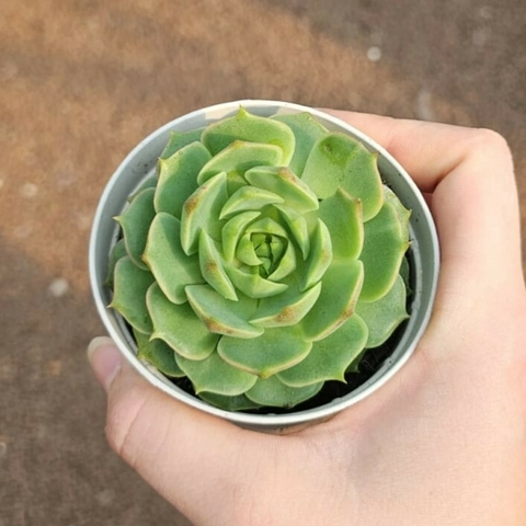 Echeveria Ramilete