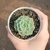 Echeveria Cristal White