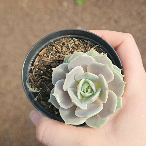 Echeveria Lola