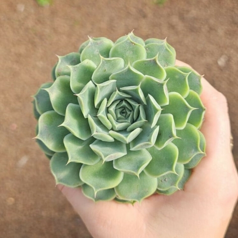Echeveria Hialina