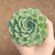 Echeveria Hialina