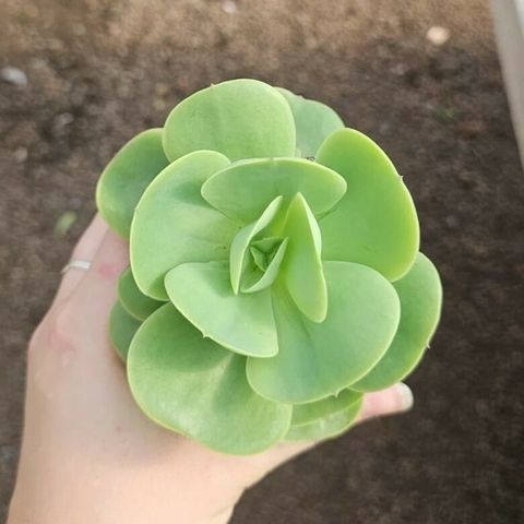 Echeveria Mandala Citrus