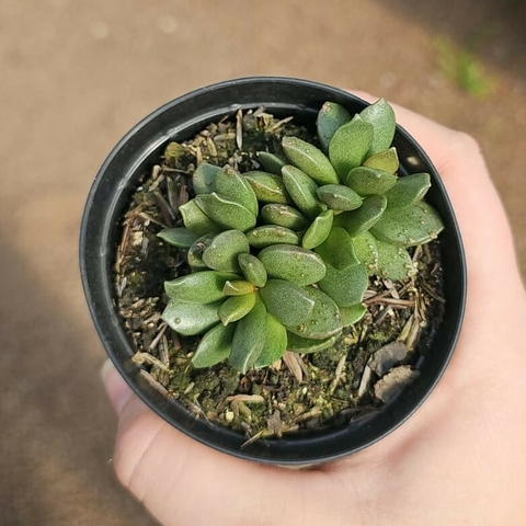 Adromichus Jutae
