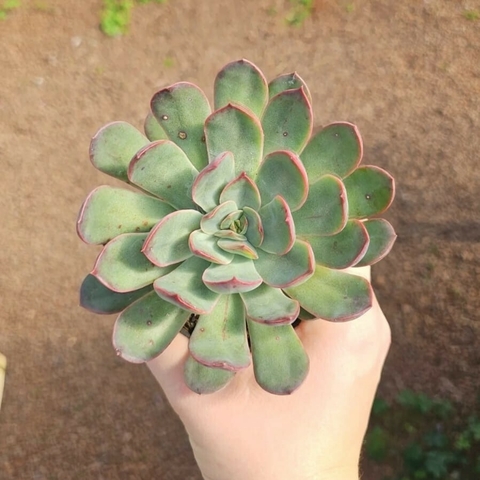 Echeveria Superbum Savage Love