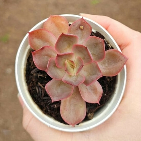 Echeveria Lilleia