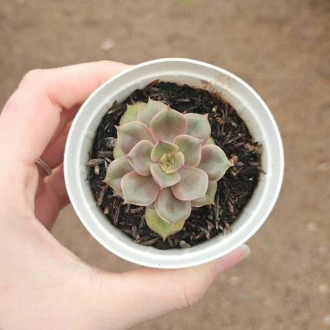 Echeveria Agni