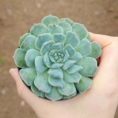 Echeveria Hialina Ice