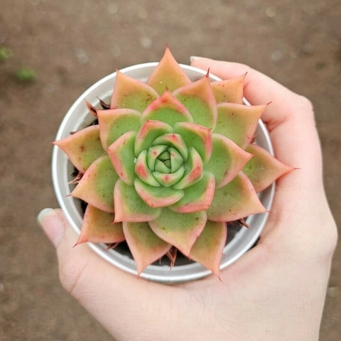 Echeveria Lady's Choice