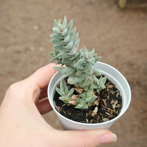 Crassula perfoliata var. minor