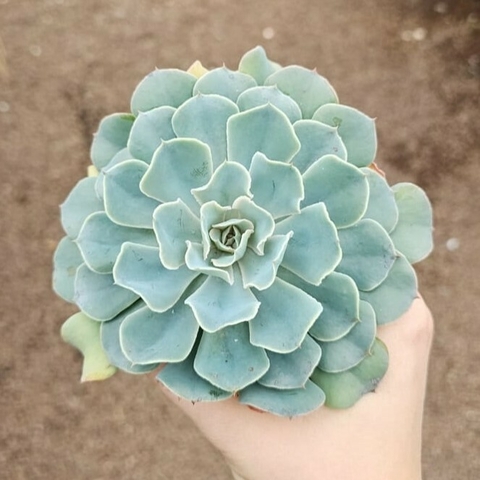 Echeveria Blue Frils