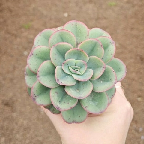 Echeveria Falsa Nubia