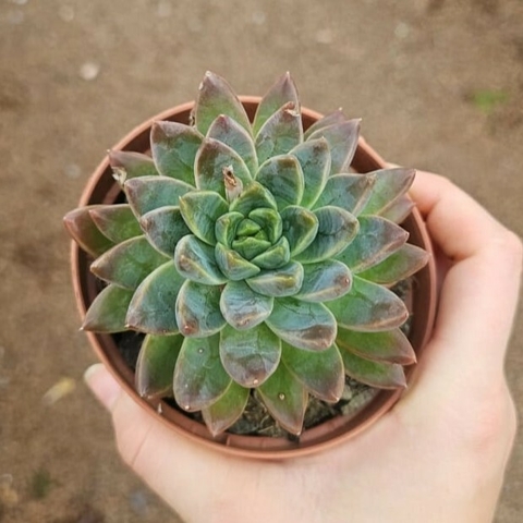 Echeveria Winds Of Change