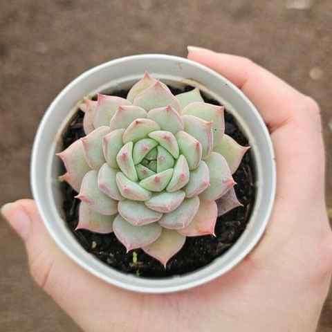 Echeveria Prism