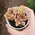 Echeveria Kisses