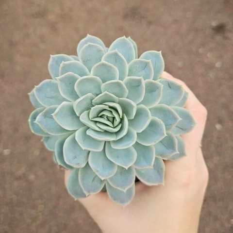 Echeveria Elsa