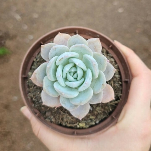 Echeveria Monica