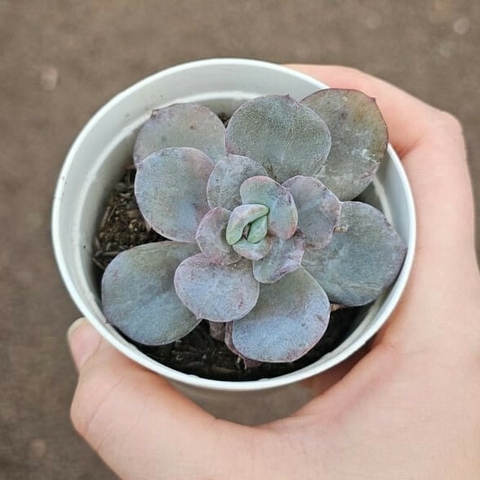 Echeveria Nivea