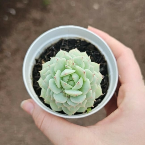 Echeveria Captain Hay