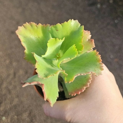 Kalanchoe Krinkle Red