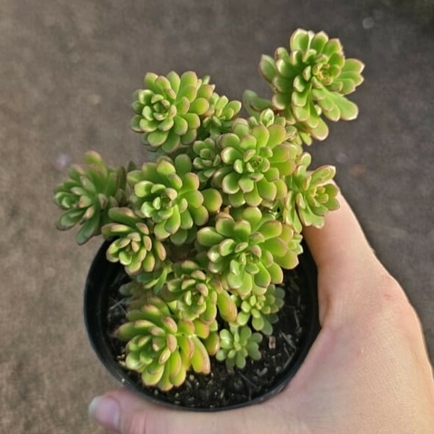 Sedum Joyce Tulloch