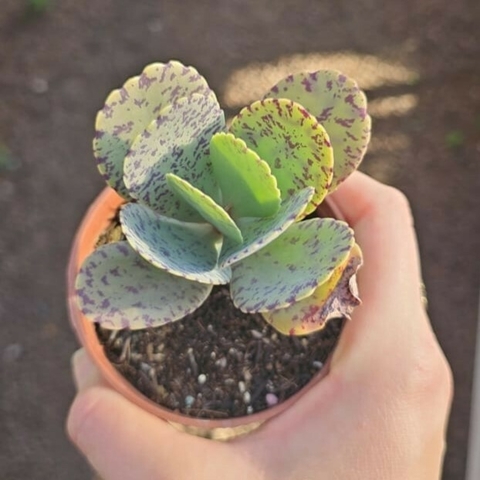 Kalanchoe Marmorata