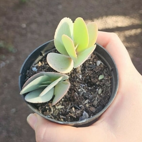 Kalanchoe Grandiflora