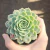 Echeveria Oslow