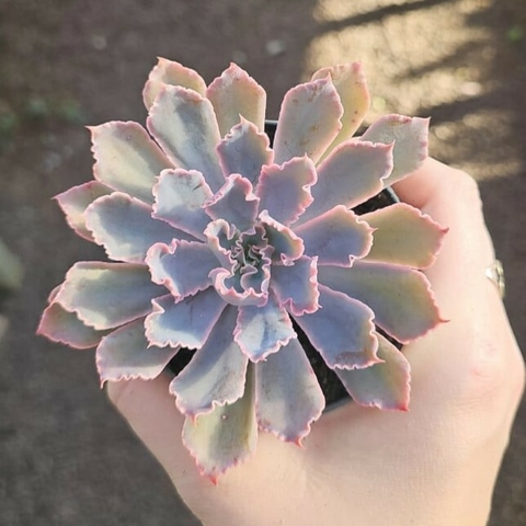 Echeveria Neon Breakers