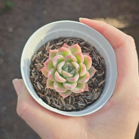 Ecehveria Elegans x Pink Line