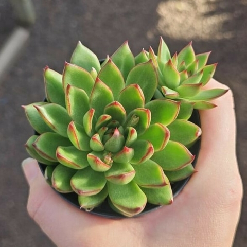 Agavoides Ebony Red