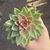 Sedum Ebracteatum