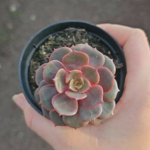 Echeveria Vampire Red