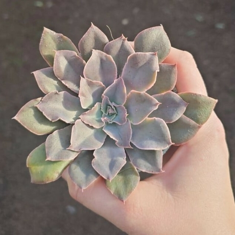 Echeveria Leopoldina