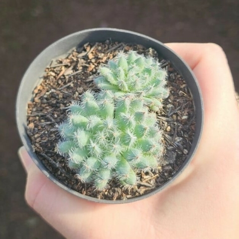 Echeveria Setosa Diminuta