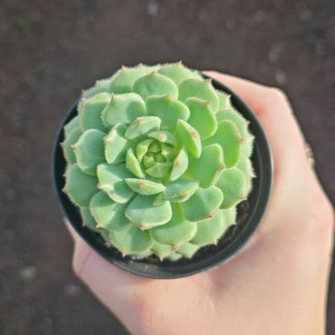 Echeveria Dorette