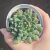 Echeveria Scorpion