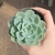 Echeveria Secunda